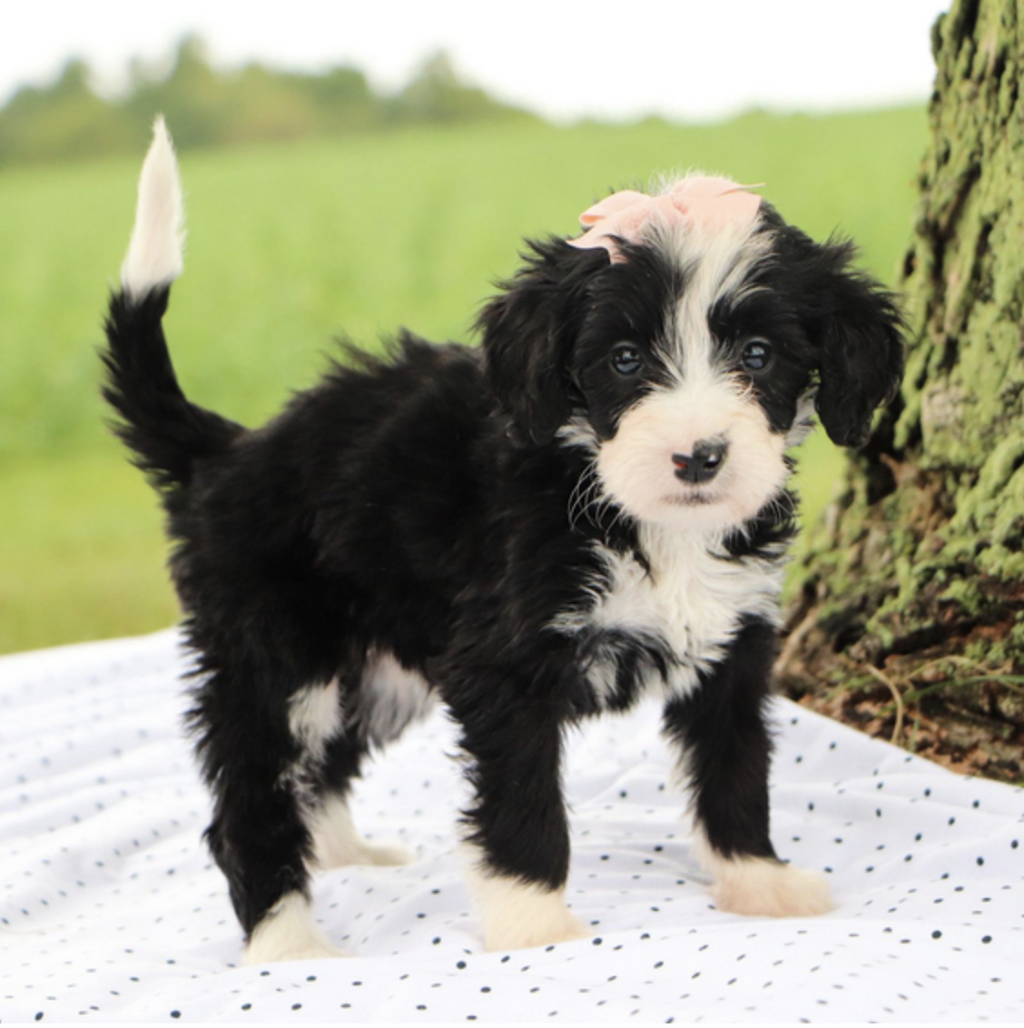 comprar cachorros sanos, baratos y asequibles para la venta
